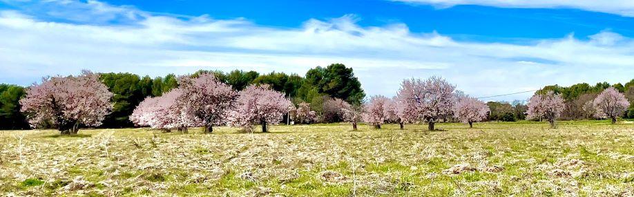 Printemps